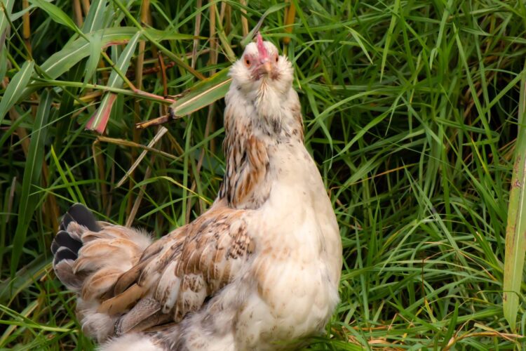 Araucana, Ameraucana or Easter Egger: What's the Difference?